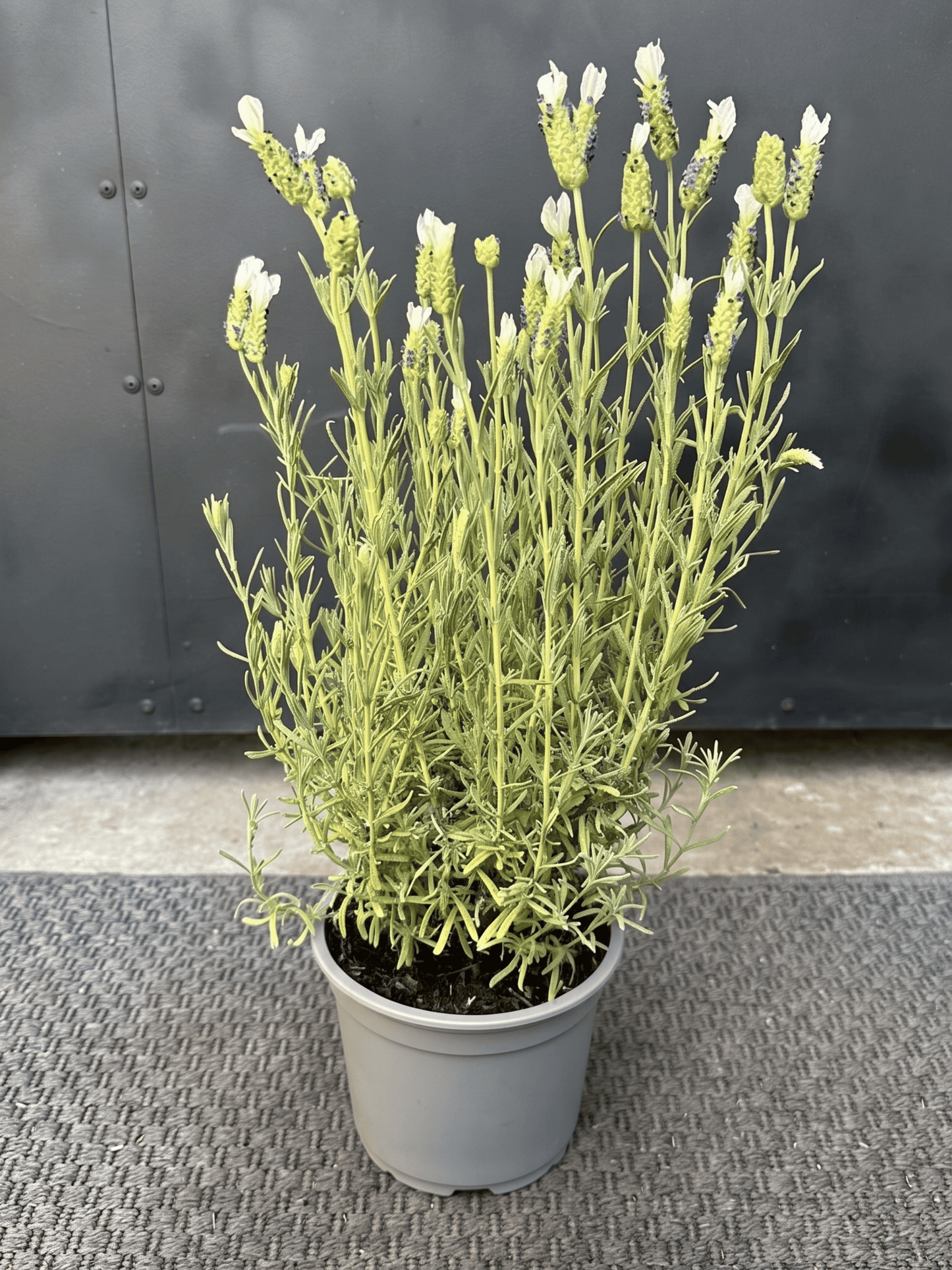 Lavanda Stoecha Blanca
