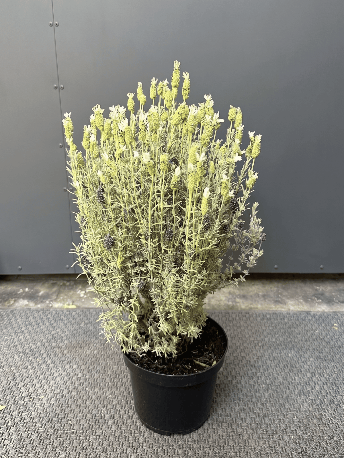 Lavanda Stoecha Blanca de brácteas blancas y aroma fresco en macetero de terraza soleada