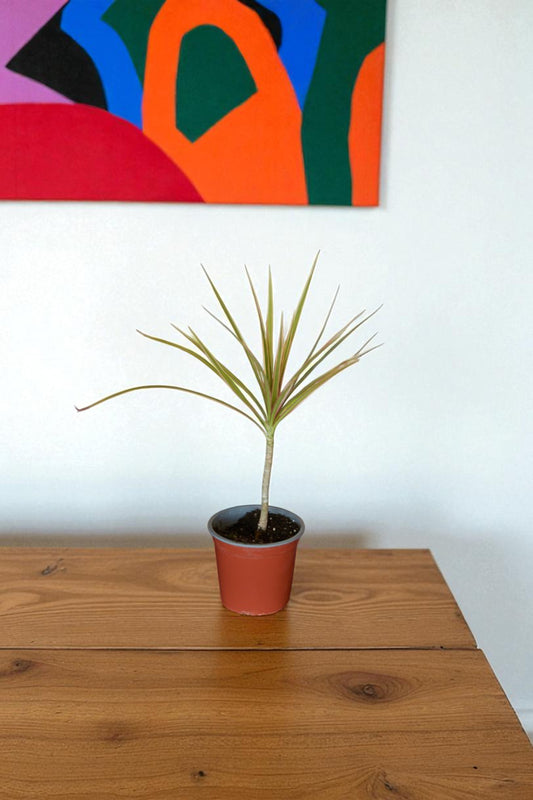Dracena Colorama