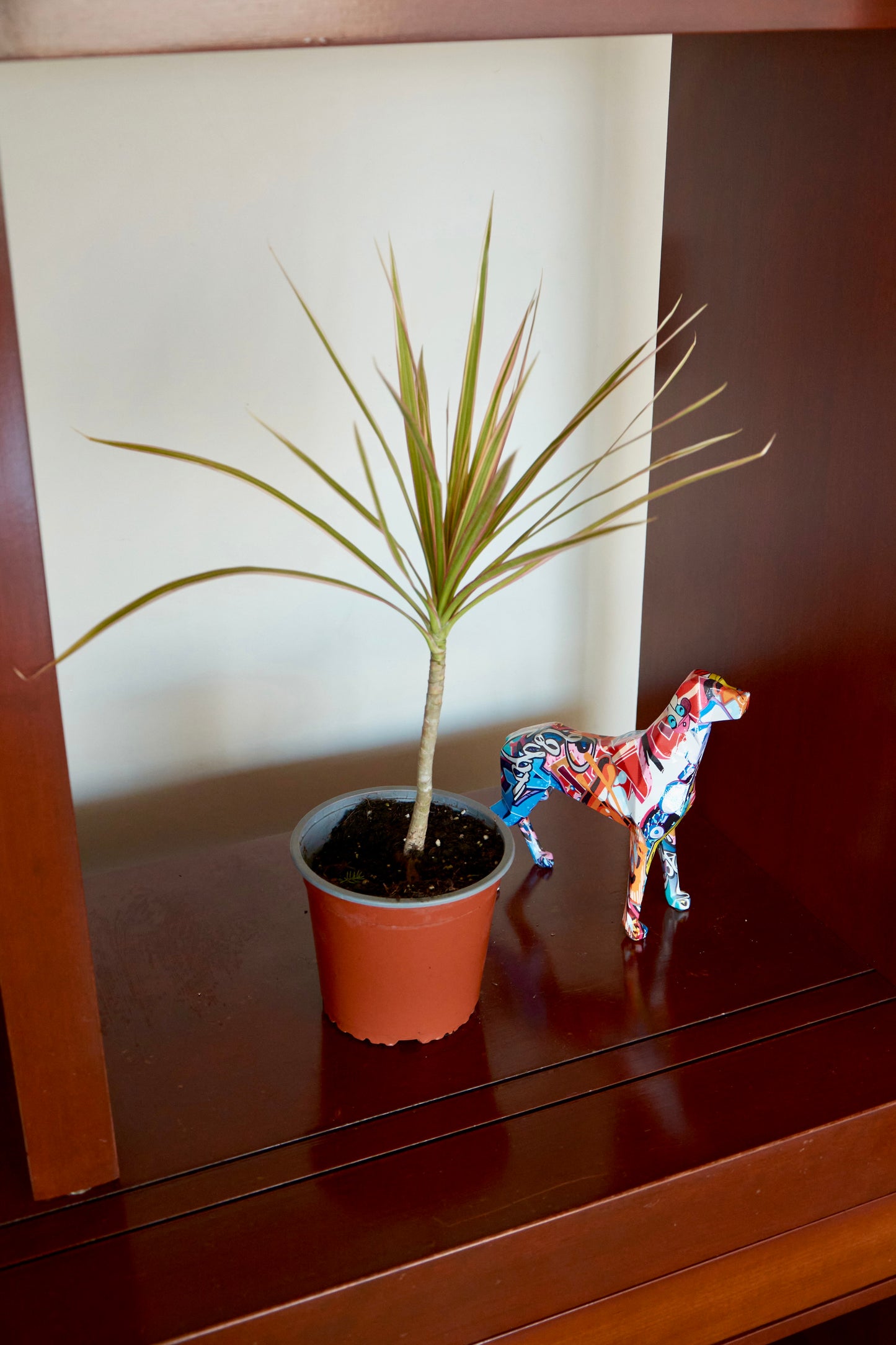 Dracena Colorama