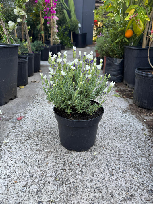 Lavanda Stoecha Blanca