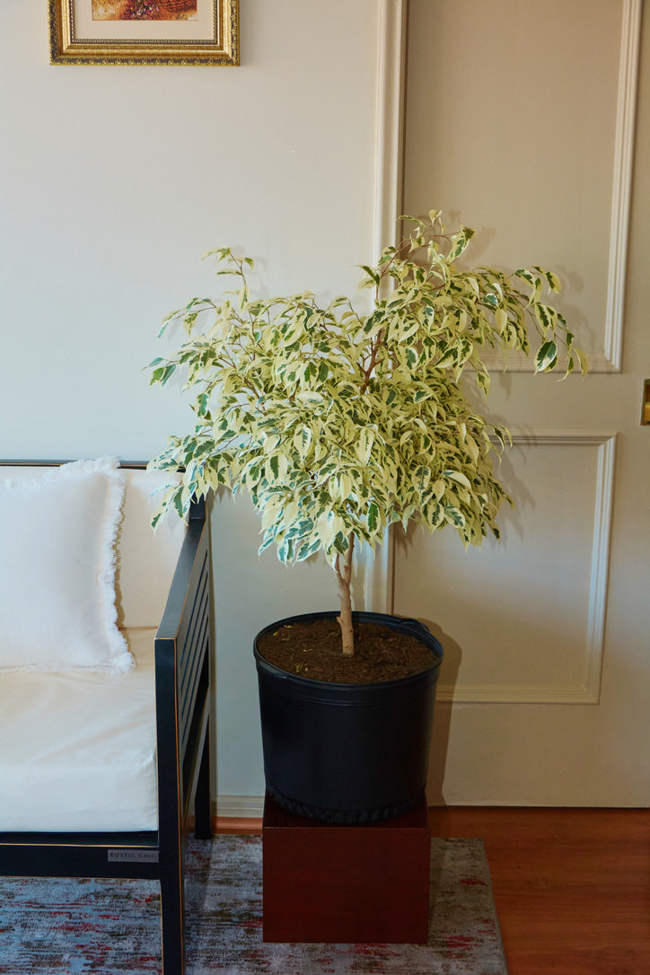 Ficus Benjamina Variegado