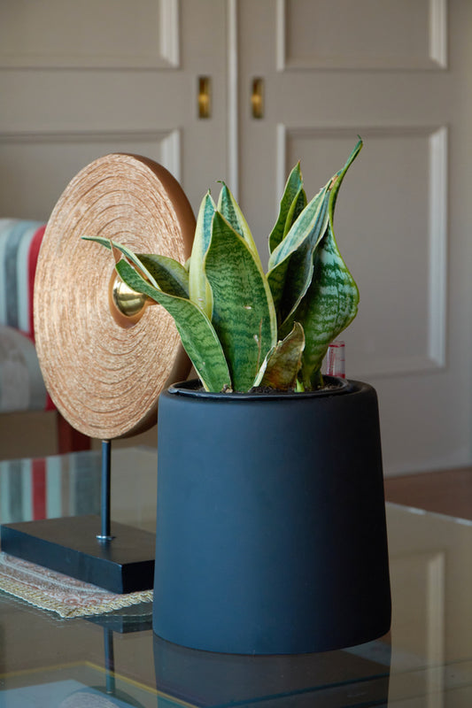 Sansevieria Laurenti Enana