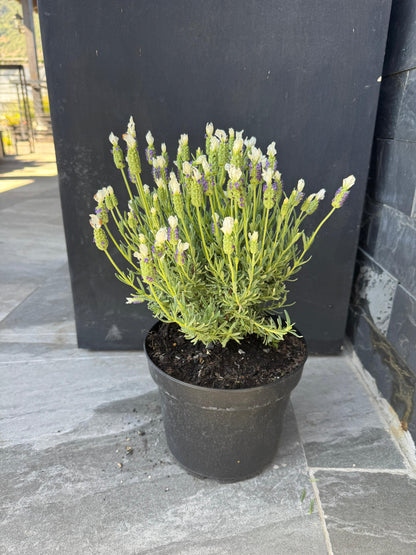 Lavanda Stoecha Blanca