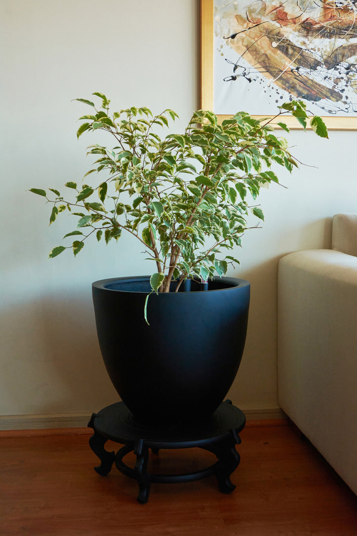 Ficus Benjamina Variegado