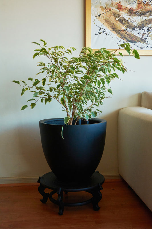 Ficus Benjamina Variegado