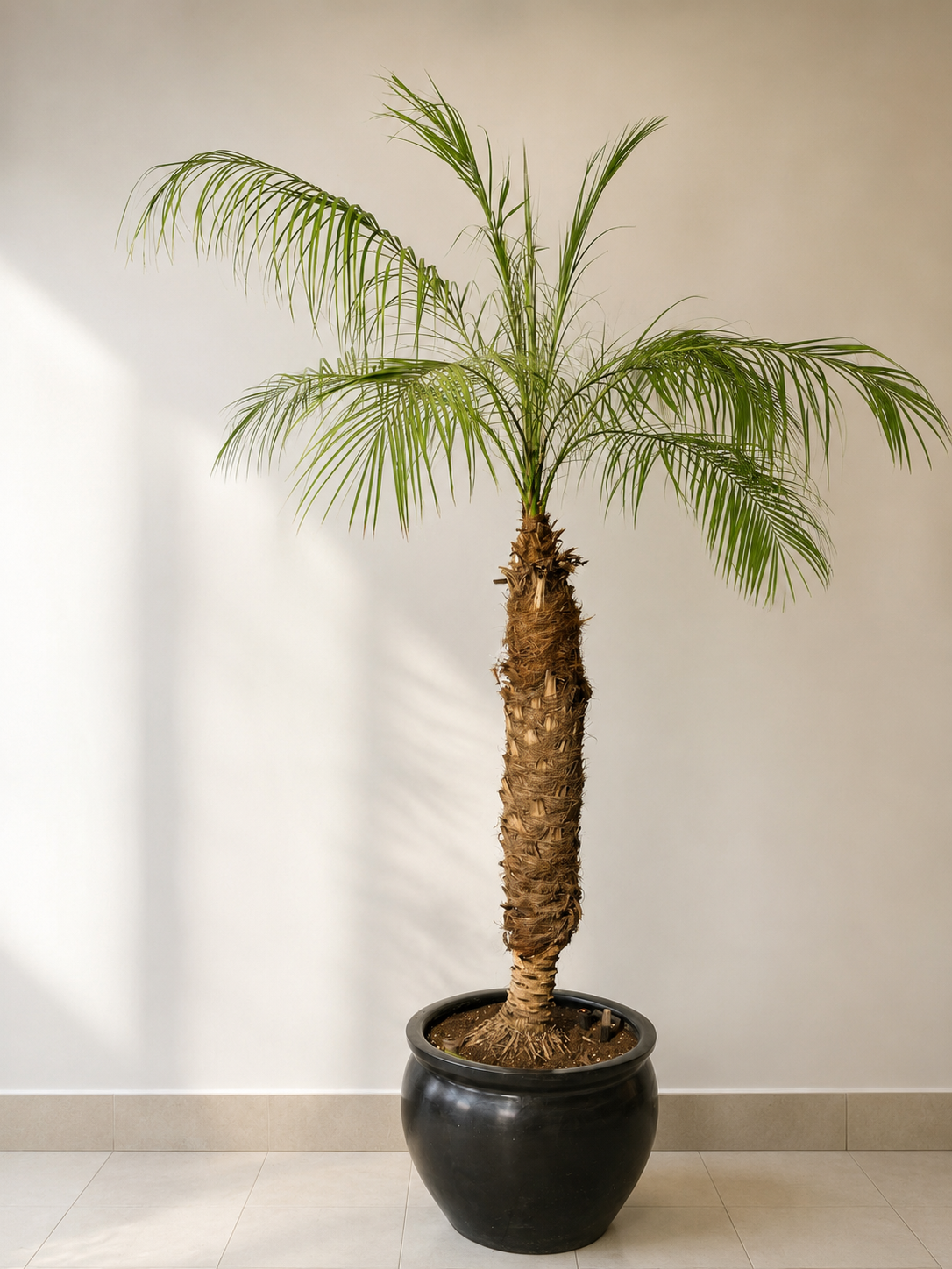 Palmera Phoenix Robelenii
