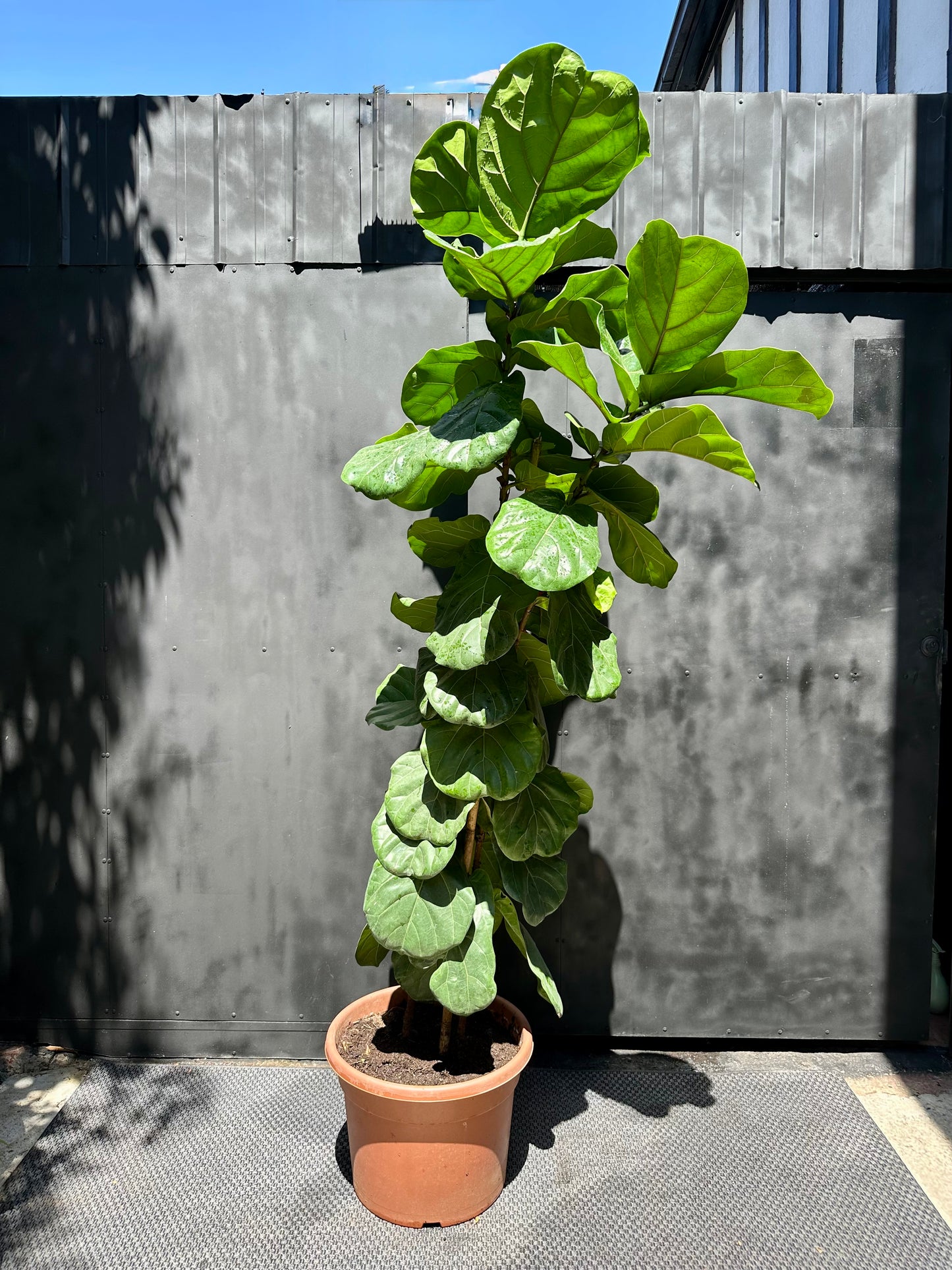 Ficus Lyrata - 2 brazos