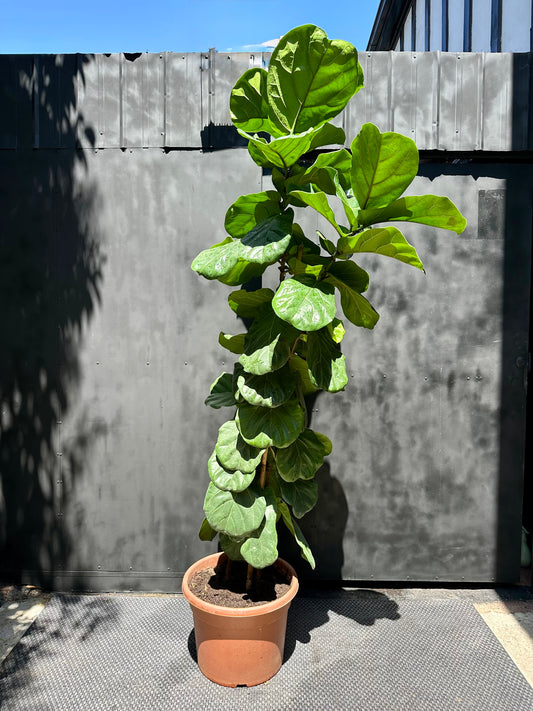 Ficus Lyrata - 2 brazos