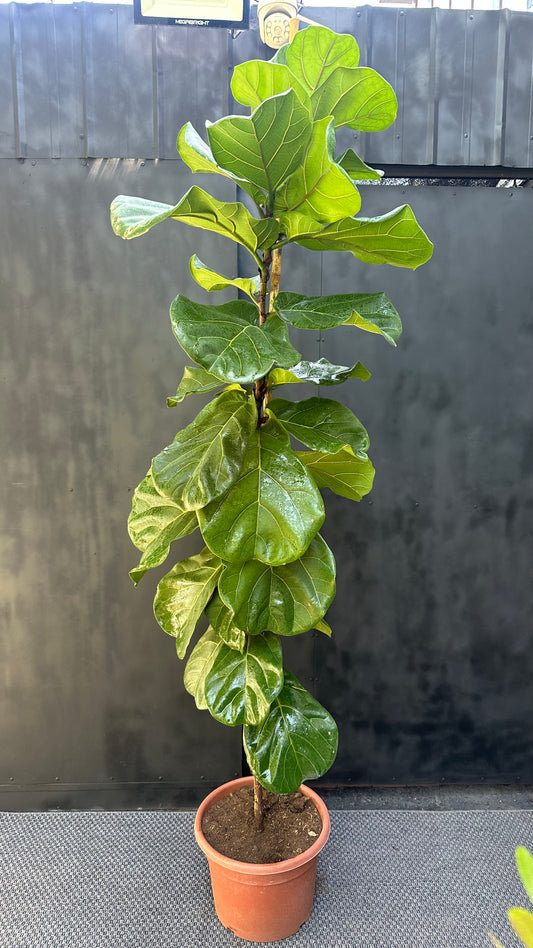 Ficus Lyrata