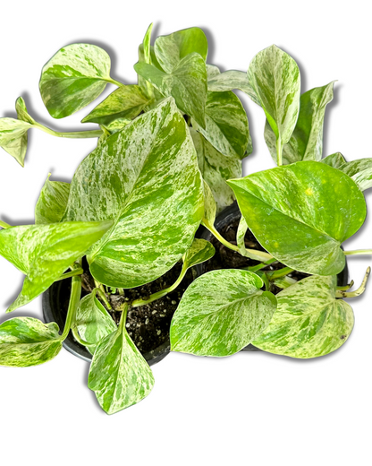 Scindapsus Marble Queen (Pothus)