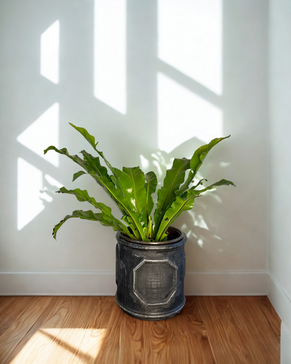 Helecho Asplenium Nidus