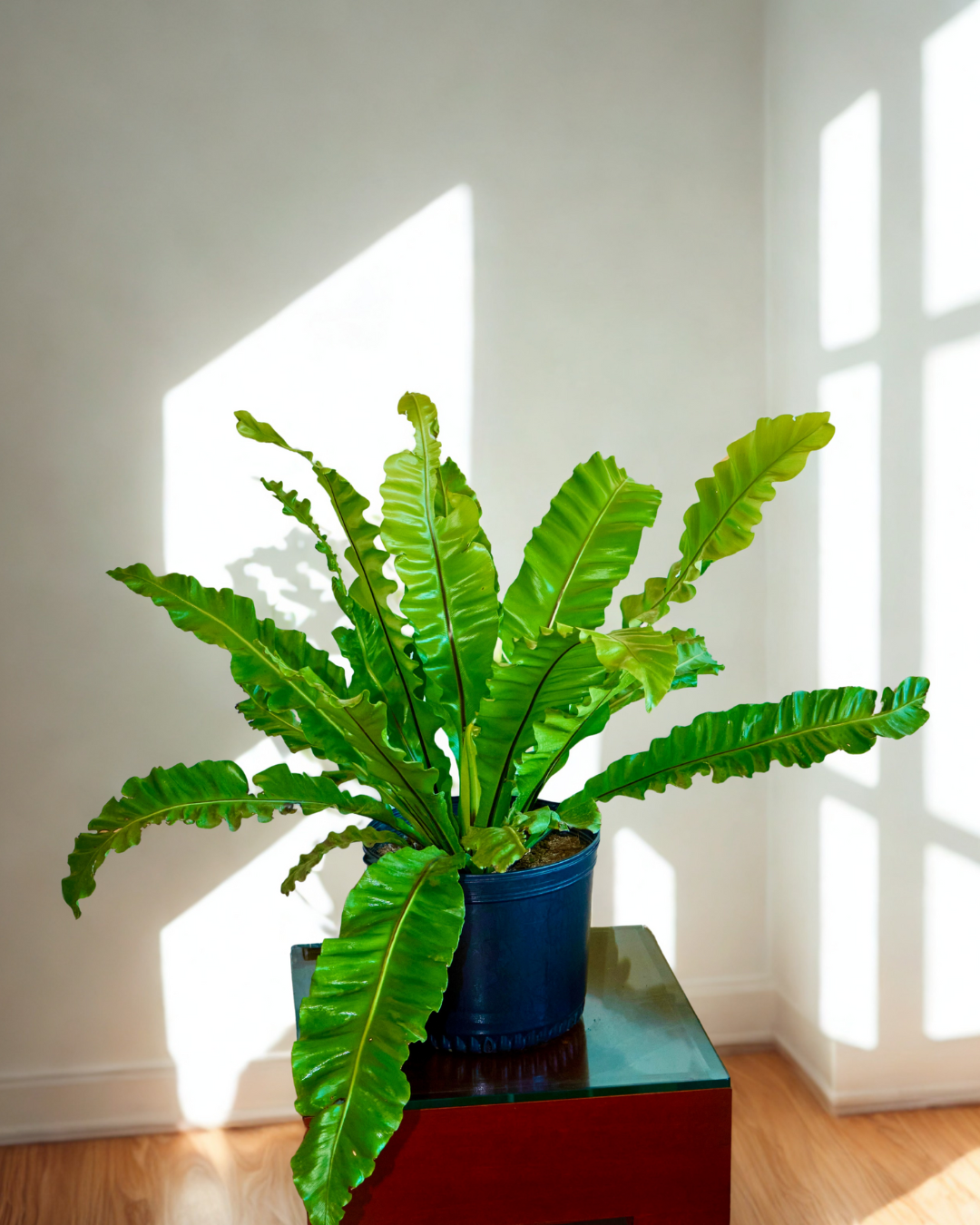 Helecho Asplenium Nidus