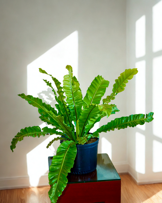 Helecho Asplenium Nidus