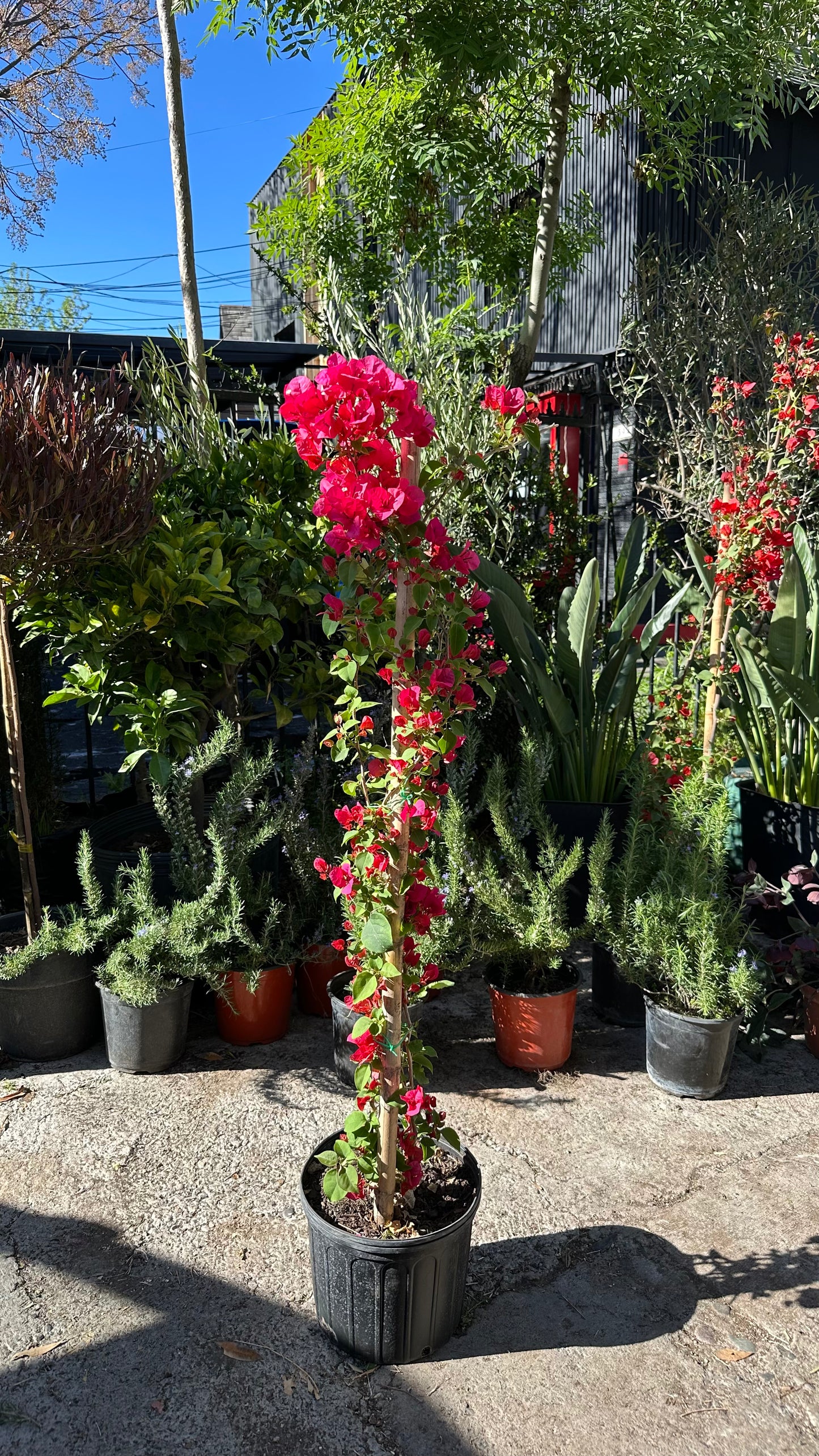 Bugambilia Enredadera Fucsia