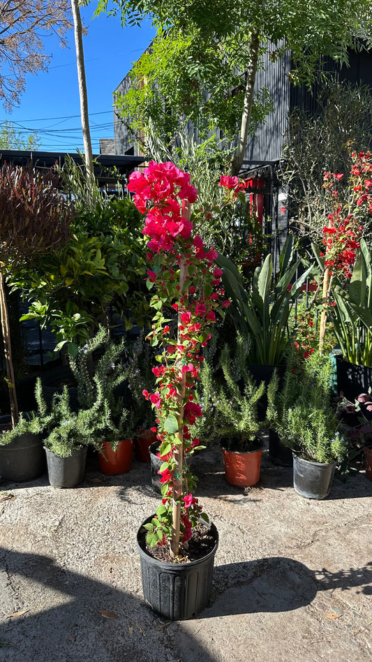 Buganvilia Enredadera Fucsia
