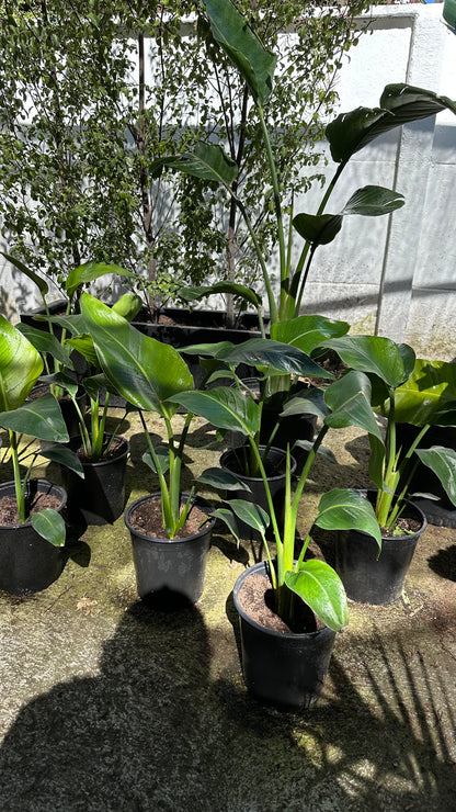 Strelitzia Nicolai
