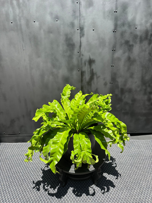 Helecho Manitos (Asplenium Napina Crissie)