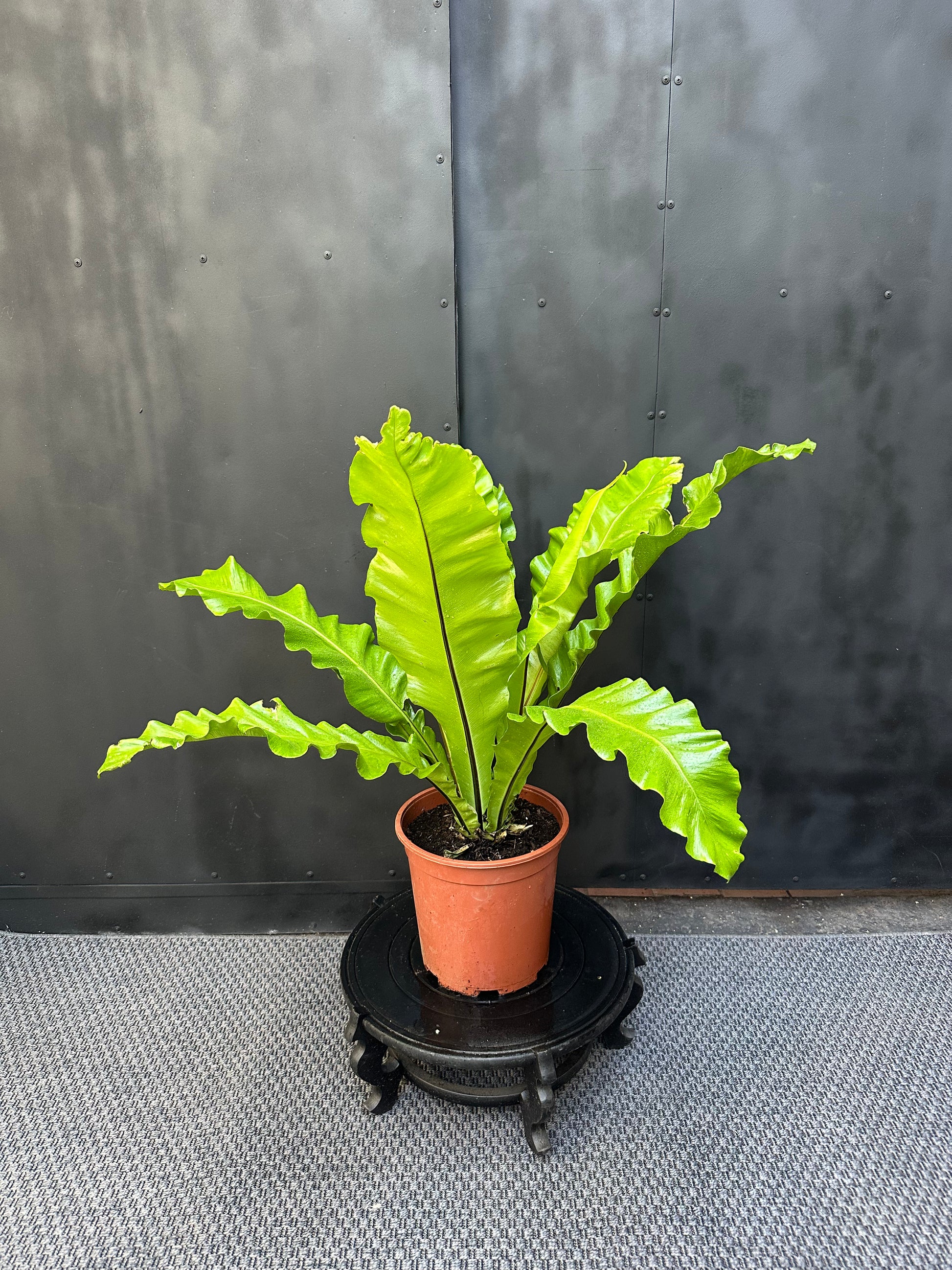 Helecho Asplenium Nidus de hojas anchas y brillantes en macetero de interior