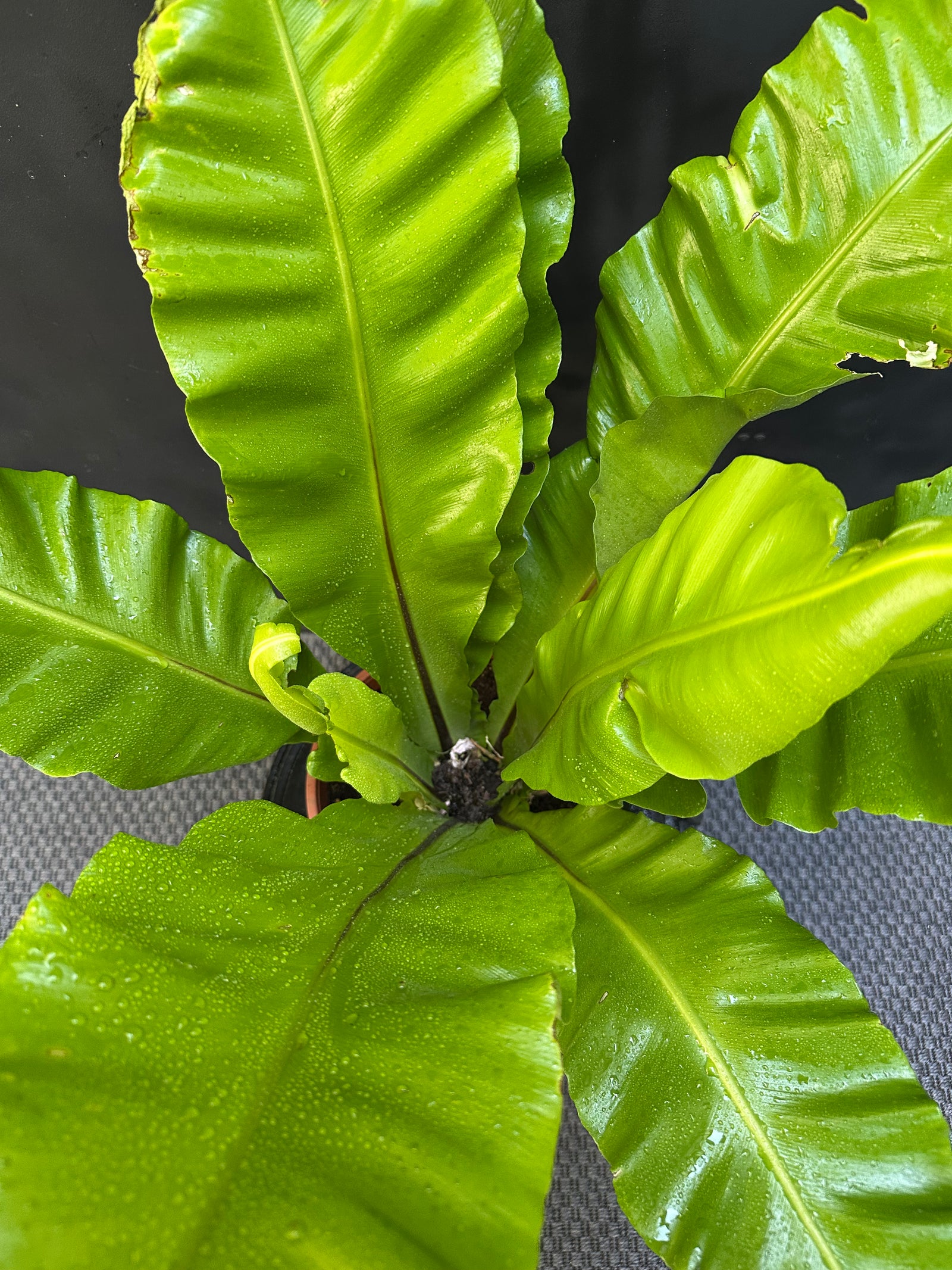 Helecho Asplenium Nidus
