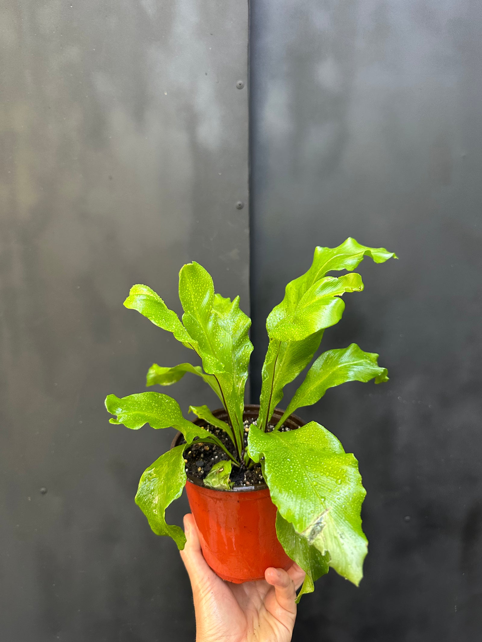 Helecho Asplenium Nidus