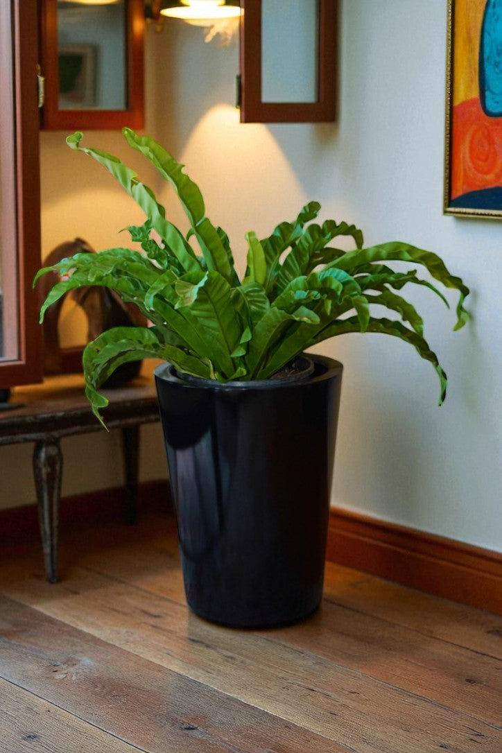 Helecho Asplenium Antiquum