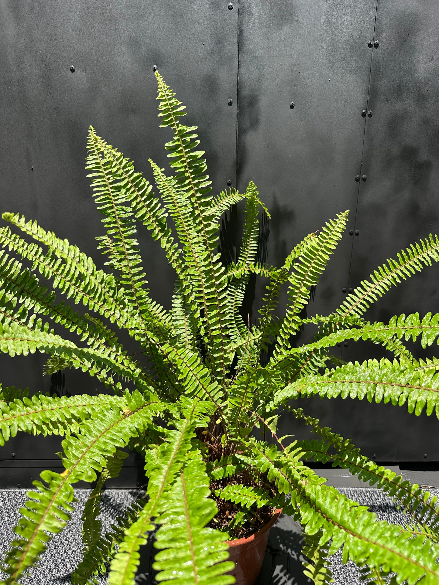 Helecho Espada (Largo)