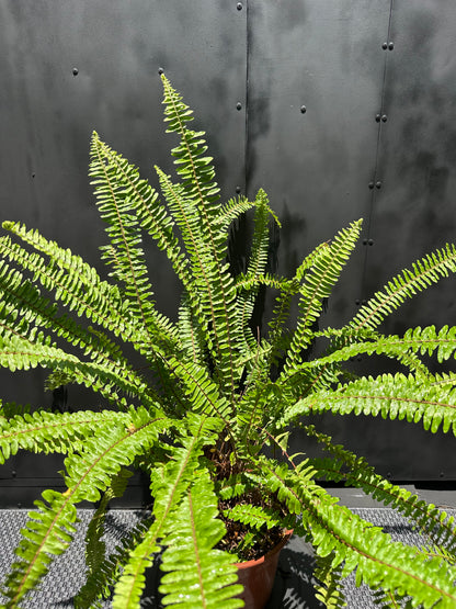 Helecho Espada (Largo)