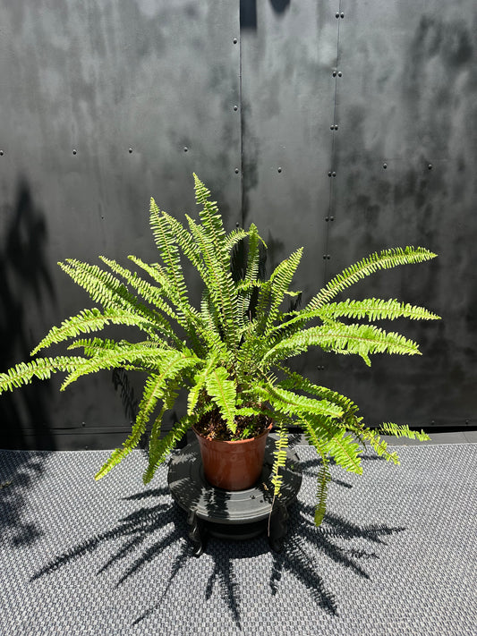 Helecho Espada (Largo)