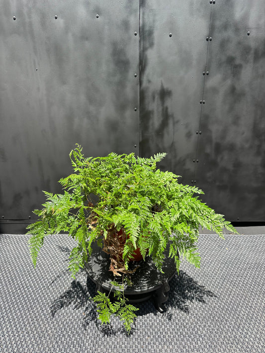 Helecho Pata de Conejo