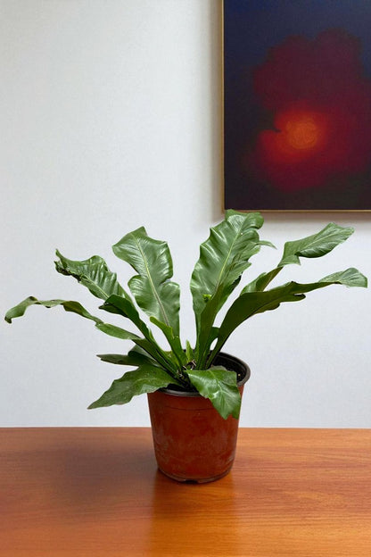 Helecho Asplenium Nidus
