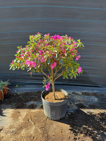 Azalea Topiario