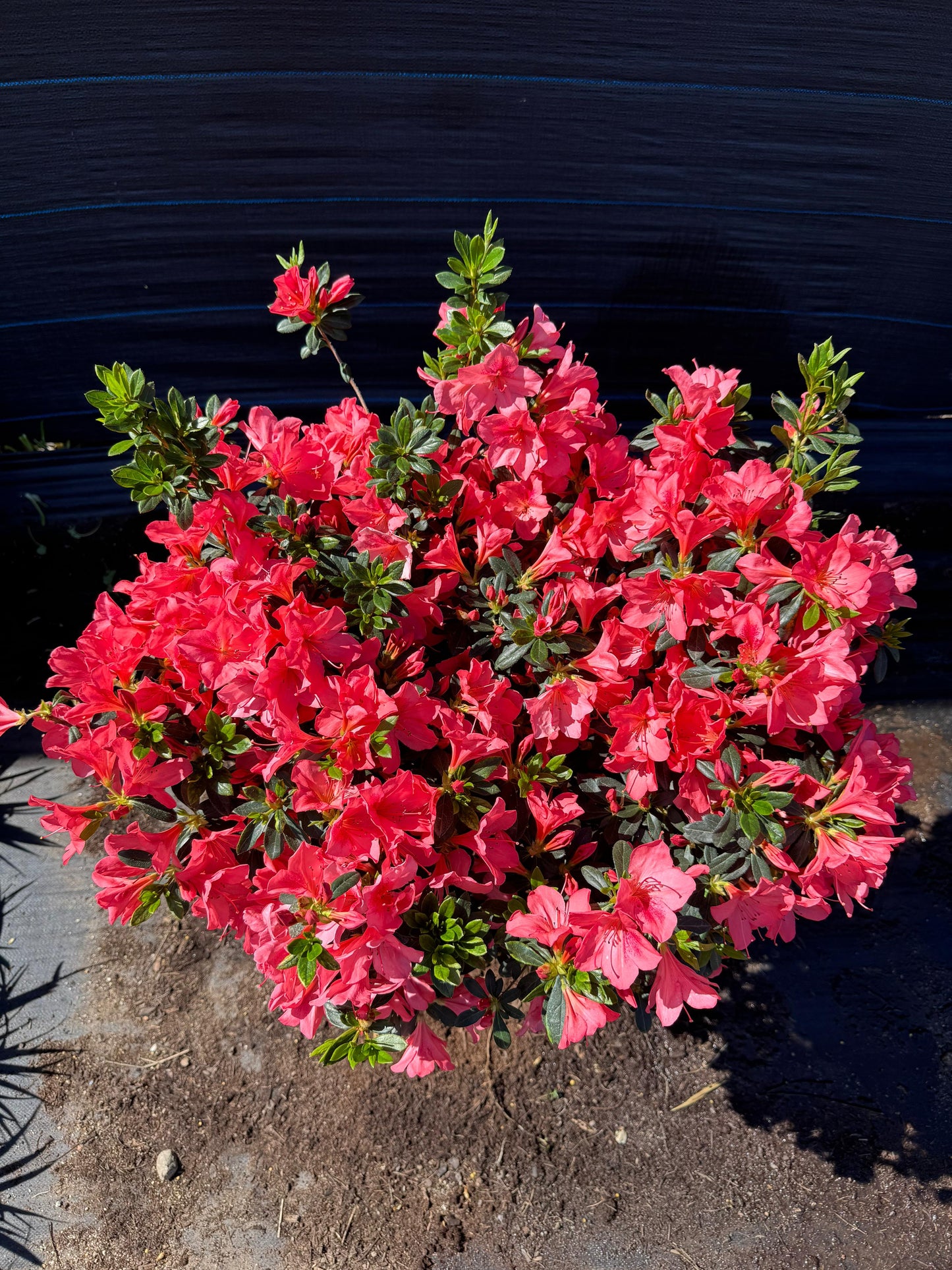 Azalea Topiario