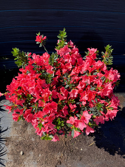 Azalea Topiario