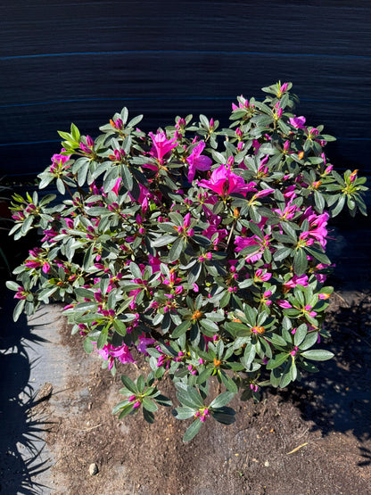 Azalea Topiario