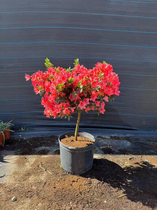 Azalea Topiario