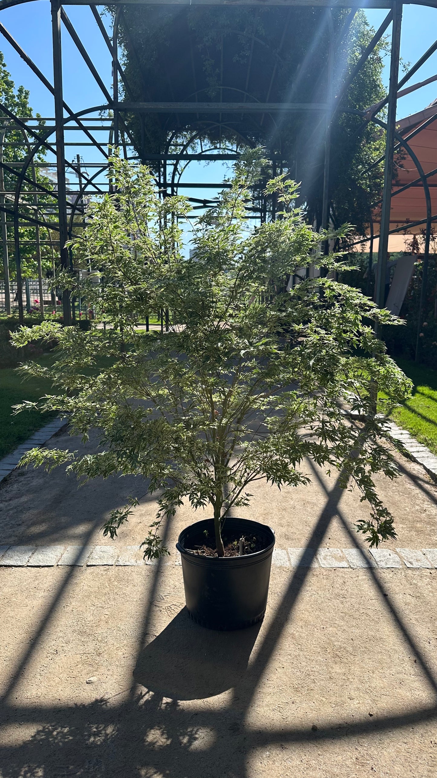 Acer Palmatum Butterfly (Único)