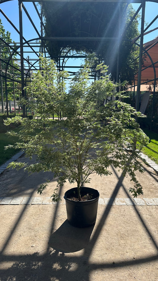 Acer Palmatum Butterfly (Único)