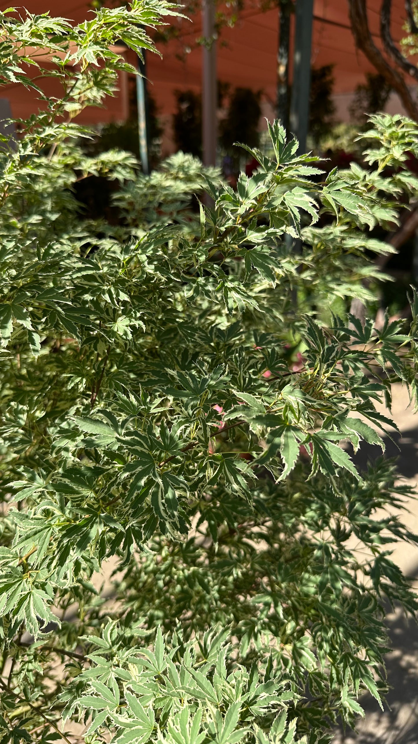 Acer Palmatum Butterfly (Único)