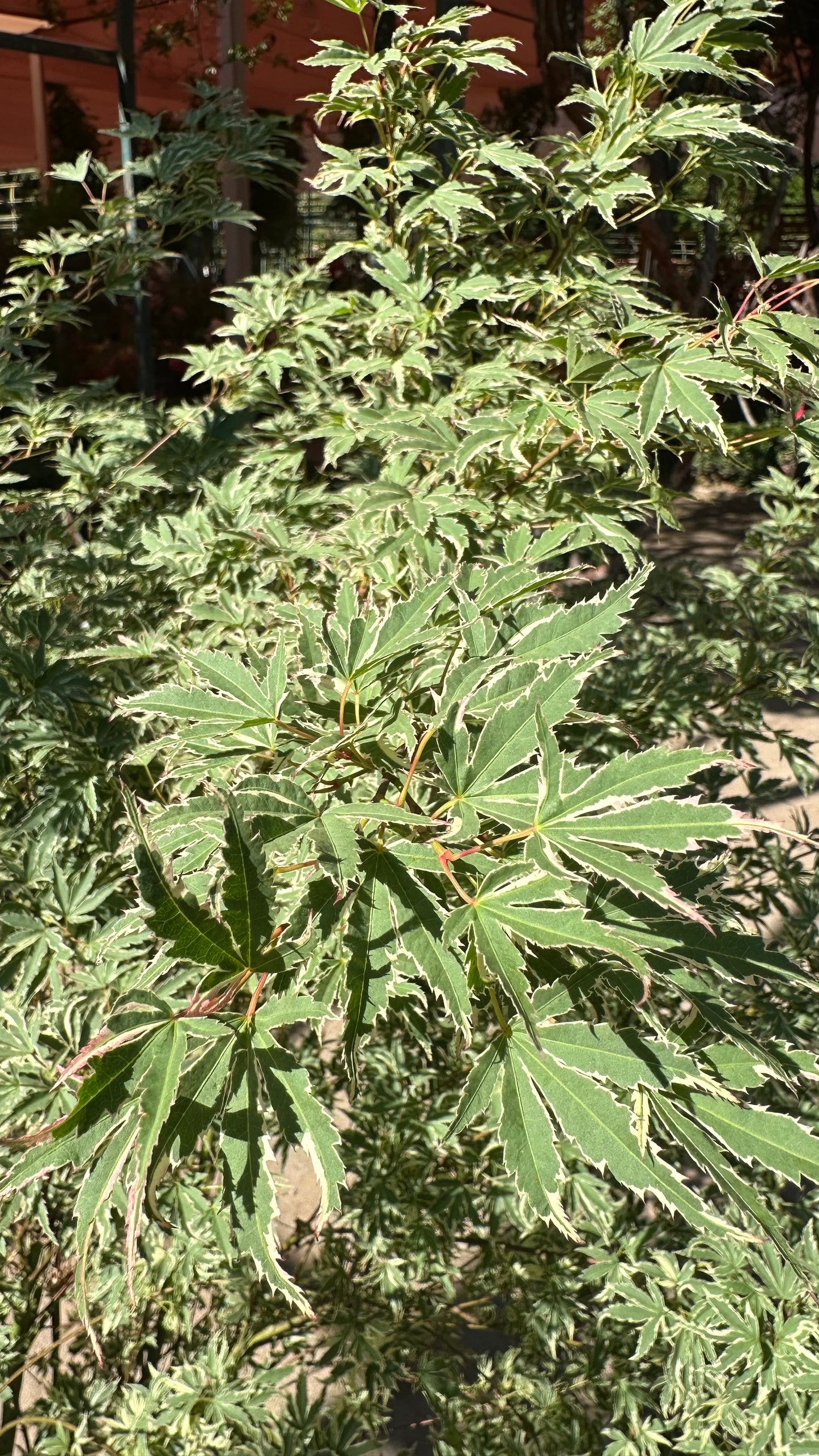 Acer Palmatum Butterfly (Único)