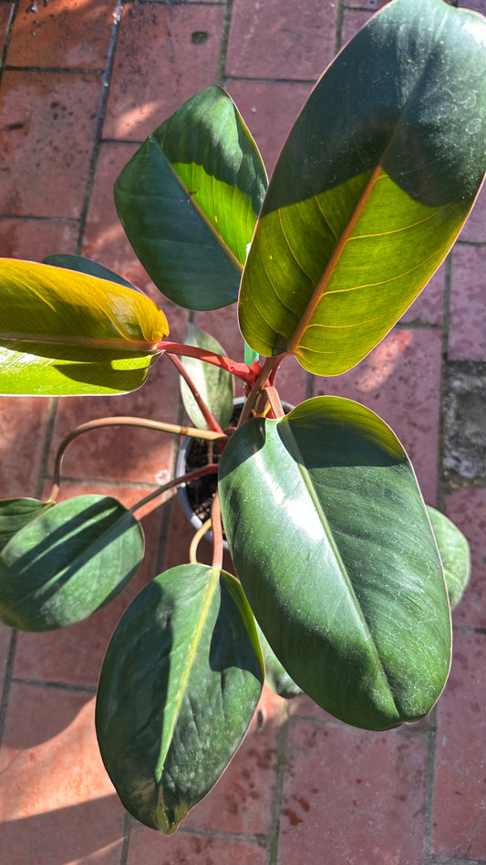 Filodendro Red Congo