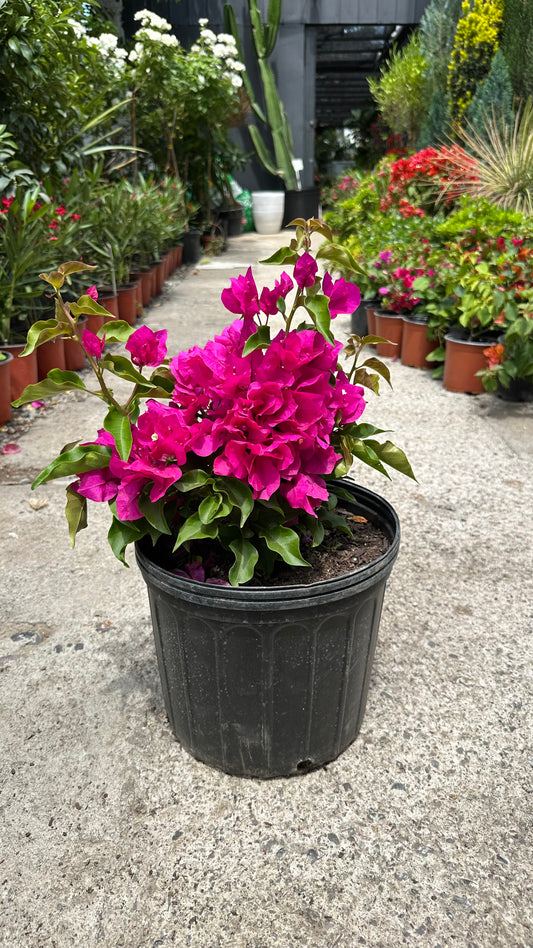 Bugambilia en Bolo (M)