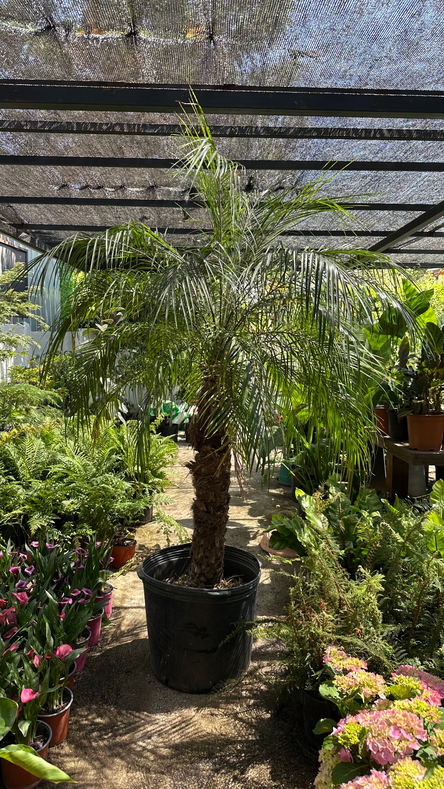 Palmera Fénix Robellini XXL (Única)