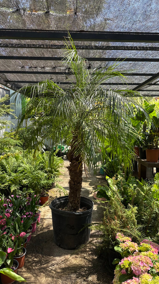 Palmera Fénix Robellini XXL (Única)