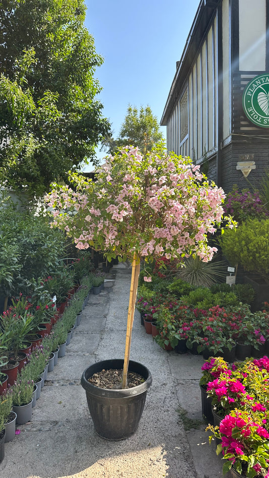 Bugambilia Pie Alto Malva (Única)