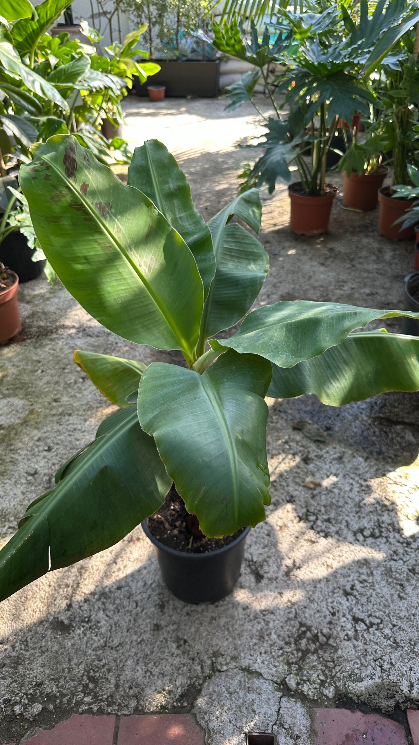 Musa Tropicana