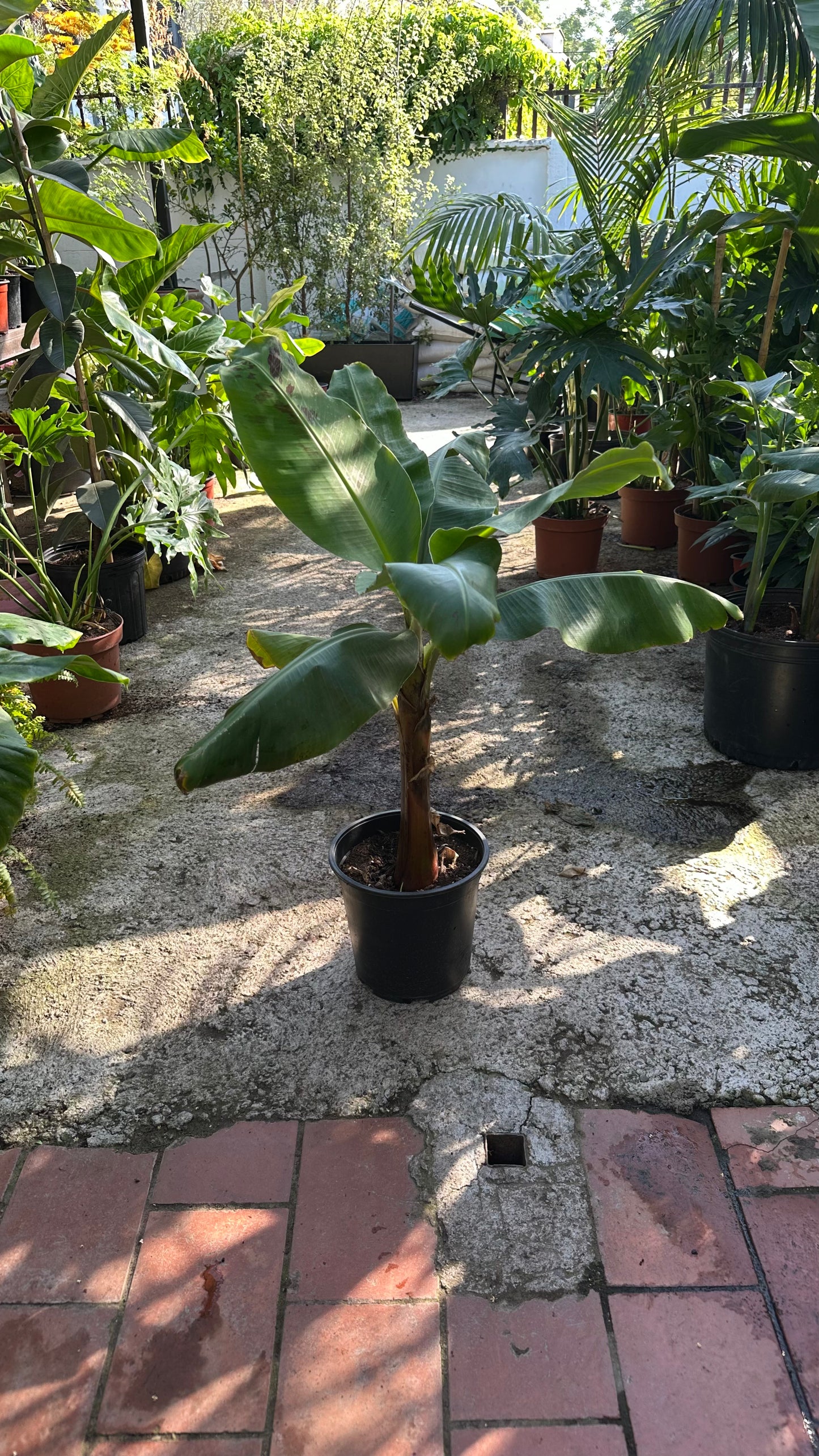 Musa Tropicana