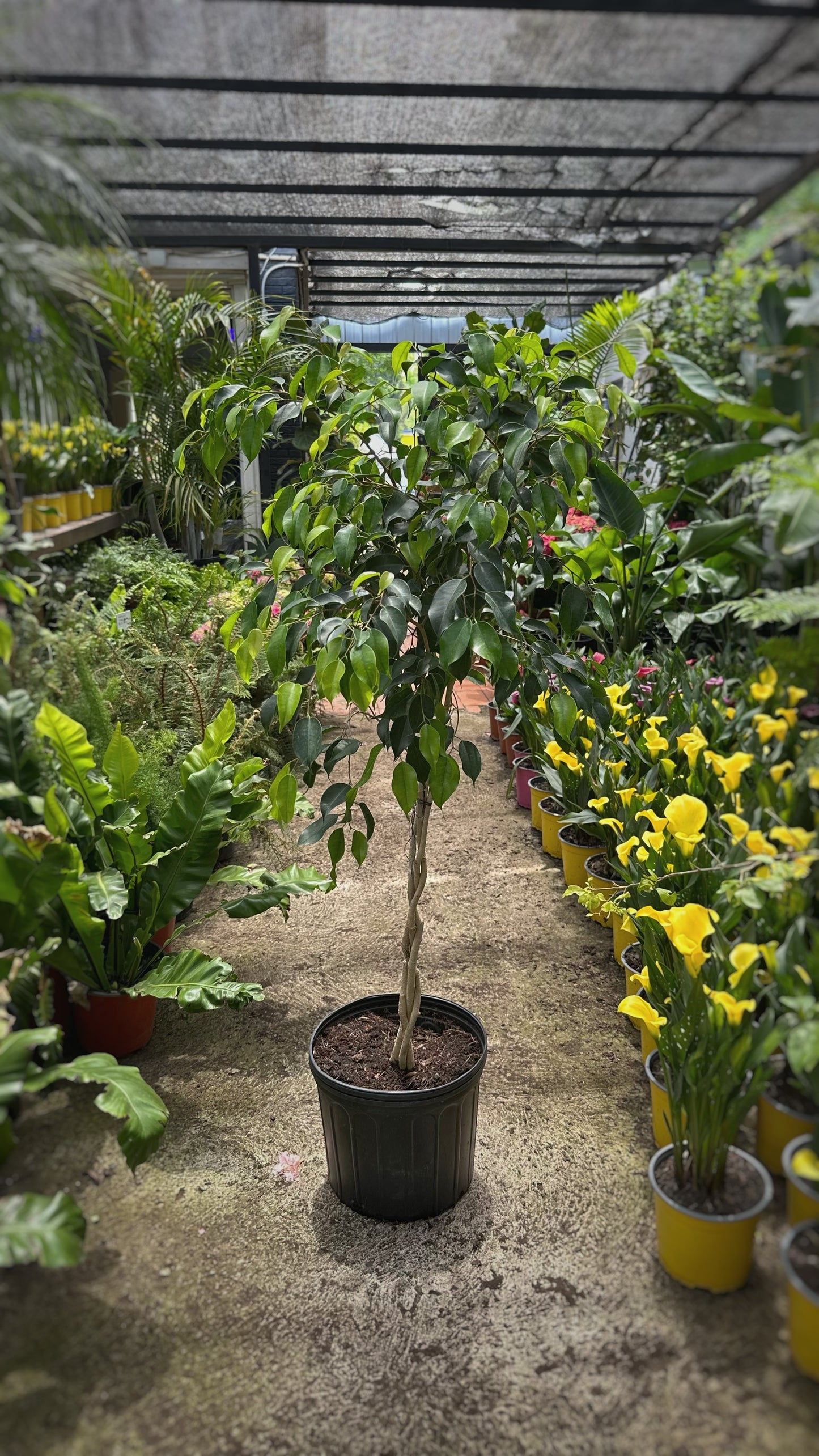 Ficus Benjamina Trenzado