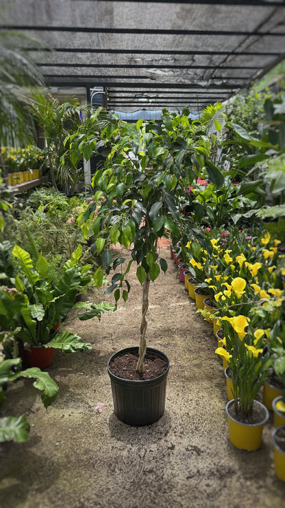 Ficus Benjamina Trenzado