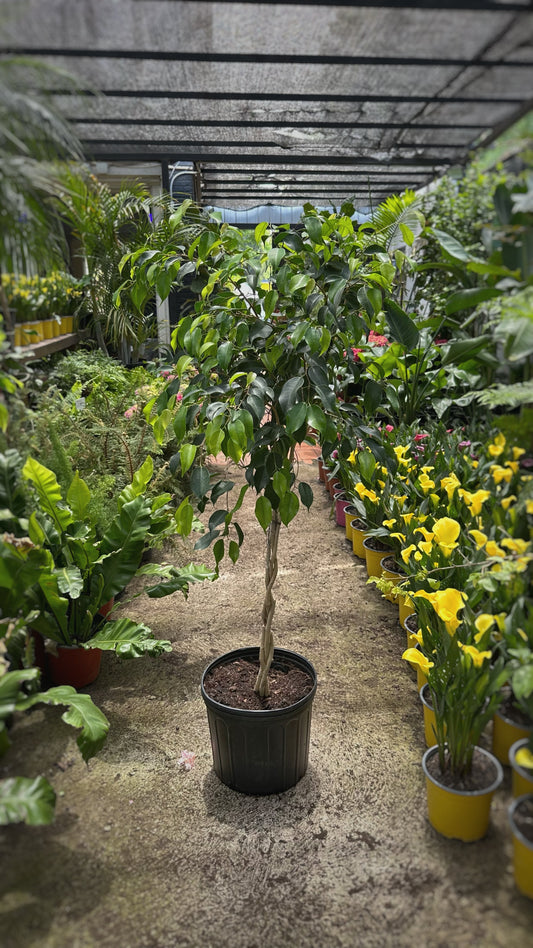 Ficus Benjamina Trenzado